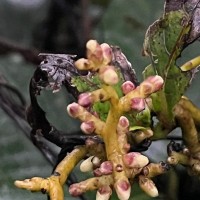 Cuscuta reflexa Roxb.